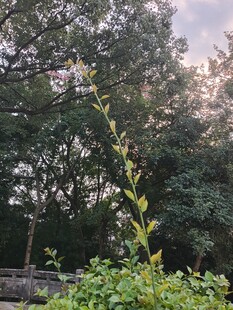 林间绿植自然景观