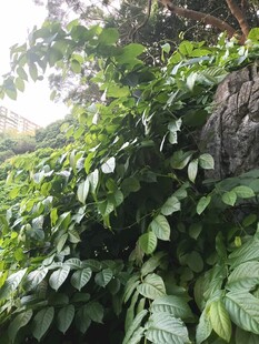 户外茂密绿植自然风光