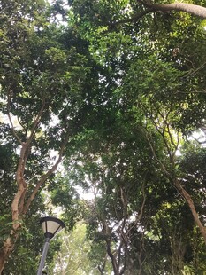 仰拍林间茂密绿树冠