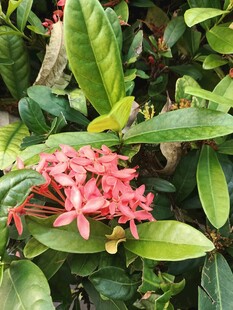 龙船花