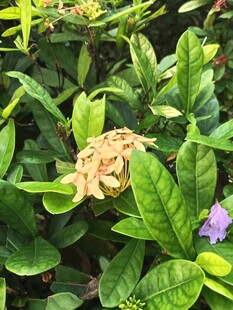 绿植丛中浅黄花簇