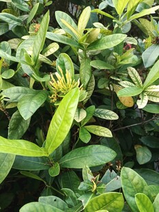 春日绿植嫩叶特写