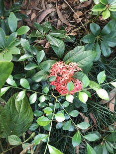 绿叶簇拥红色龙船花