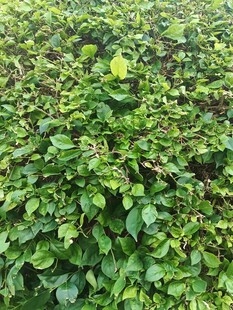 茂密翠绿绿植丛