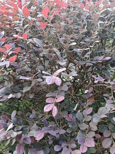红花檵木枝叶特写