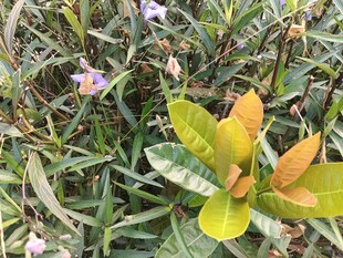 野外绿植与淡紫小花