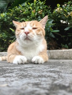 慵懒眯眼的橘白猫咪