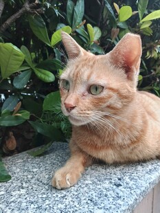 户外休憩的橘猫