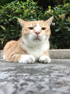 户外休憩的橘白猫咪