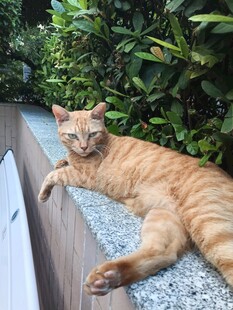 慵懒休憩的橘猫