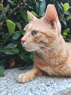 户外休憩的橘猫