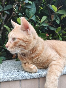 户外休憩的橘猫