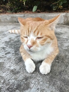 眯眼小憩的小橘猫