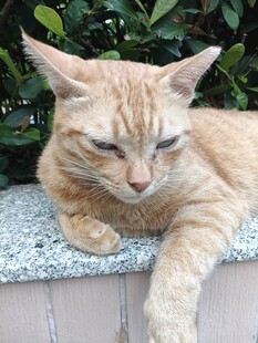 慵懒趴卧的橘猫