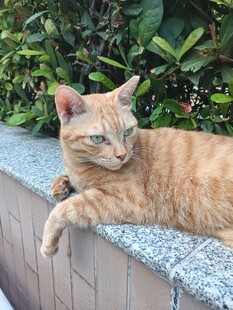 户外休憩的橘猫