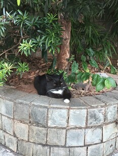 树池边休憩的黑猫