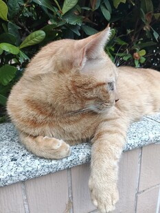 慵懒打盹的橘猫