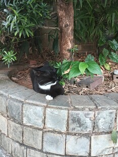 树池边休憩的黑白小猫