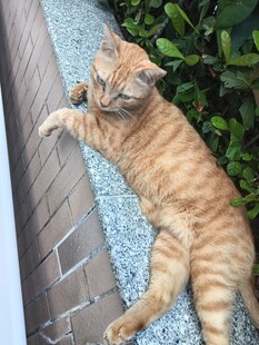 伸懒腰的橘猫
