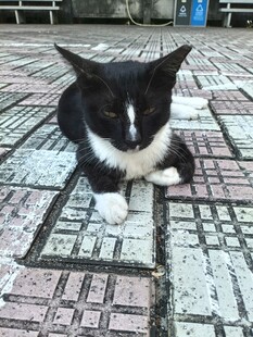 瓷砖上的黑白小猫