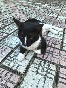趴在瓷砖上的黑白小猫