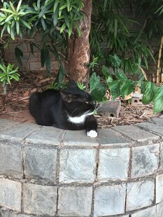 树下休憩的黑白小猫
