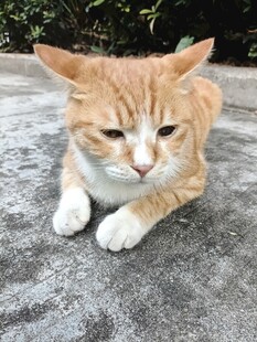 趴卧的可爱橘猫