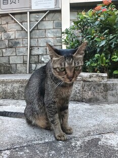 室外蹲坐的虎斑猫