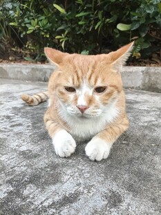慵懒趴卧的橘猫