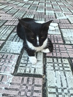 趴在瓷砖上的黑白小猫