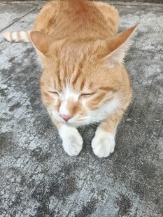 慵懒眯眼的小橘猫