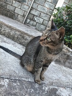 石阶上的狸花猫