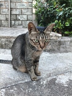 户外石阶上的狸花猫