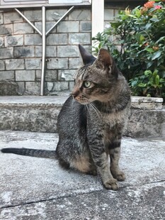 户外蹲坐的狸花猫