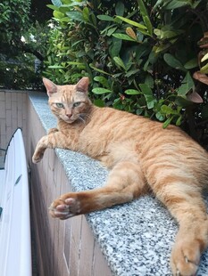 慵懒休憩的橘猫