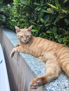 户外躺卧的橘猫