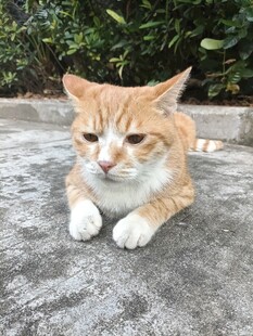 户外趴卧的小橘猫