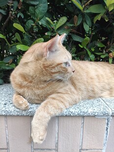 慵懒休憩的橘猫