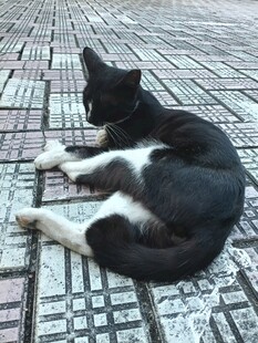 地砖上休憩的黑白小猫