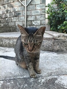 户外蹲坐的狸花猫