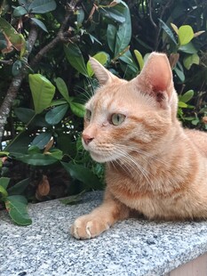 绿植旁休憩的橘猫