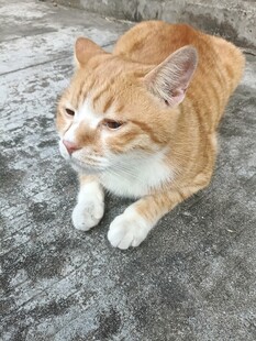 慵懒趴卧的橘猫