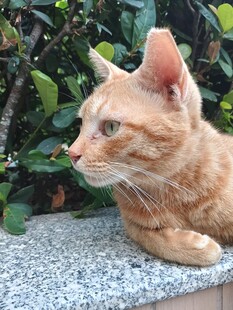 户外休憩的橘猫