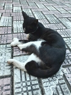 黑白小猫