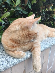 慵懒休憩的橘猫
