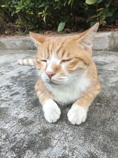 眯眼休憩的橘猫