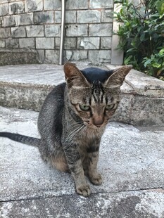 户外蹲坐的虎斑小猫