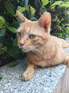 趴在石台上的橘猫
