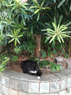 树旁休憩的小黑猫