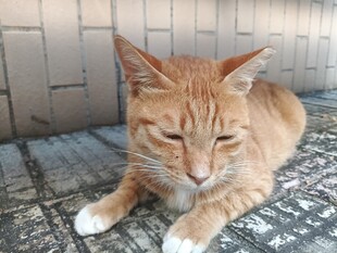 慵懒趴卧的橘猫